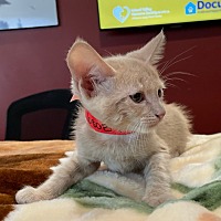 adopt a pet