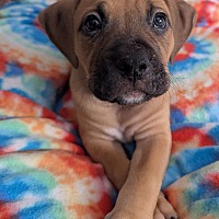 adopt a pet
