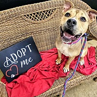 adopt a pet