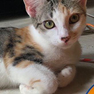 Adopt A Pet Petsmart Charities