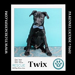 Photo of Twix (Nougat Nuggets) 021024