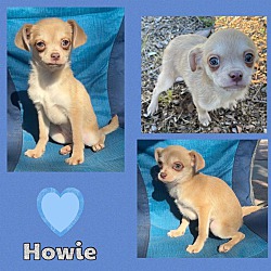Thumbnail photo of Howie #2