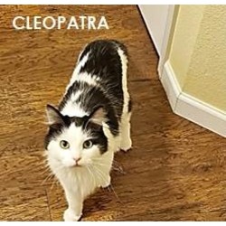 Photo of CLEOPATRA