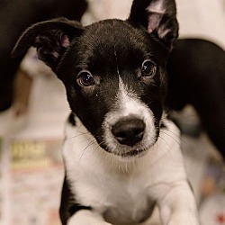 Thumbnail photo of Charlotte puppy #1