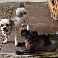 adopt-pet