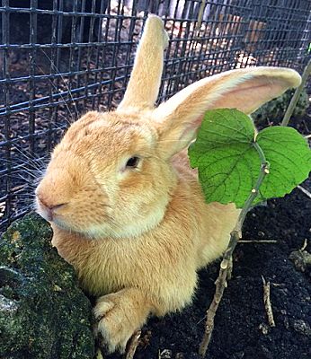 giant rabbit adoption