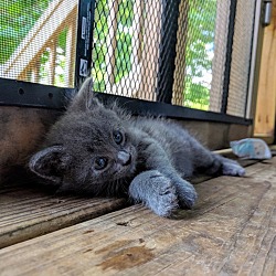 Photo of Gray Kitten