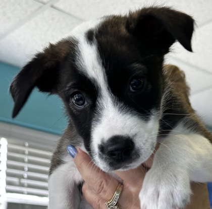 New Smyrna Beach, FL - Mixed Breed (Medium) mix . Meet Aspen a Pet for ...