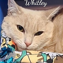 Thumbnail photo of Whitley #2