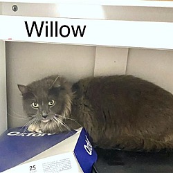 Photo of CAT-Willow
