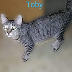 Photo of Toby