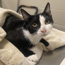 Thumbnail photo of Panda- Visit me at the Elkhart PetSmart! #2