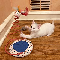 adopt a pet