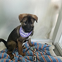adopt-pet