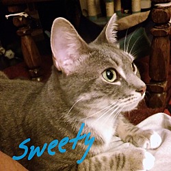 Thumbnail photo of Sweety #4