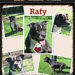 Thumbnail photo of Rafy #1