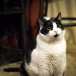 Thumbnail photo of Silo, the chuky fat kitty #2
