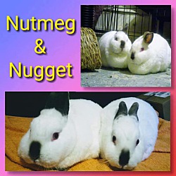 Thumbnail photo of Nutmeg #1