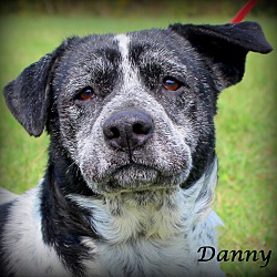 Thumbnail photo of Danny~adopted! #1