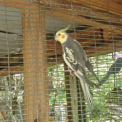 Photo of Cockatiels-5