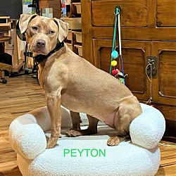 Photo of PEYTON