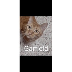 Thumbnail photo of Garfield #2