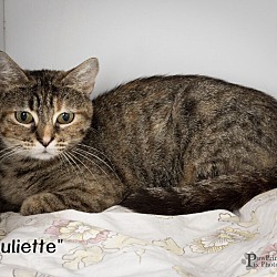 Thumbnail photo of Juliette #1