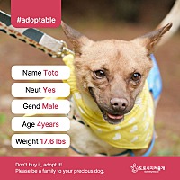 adopt a pet