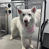 adopt a pet