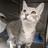adopt-pet