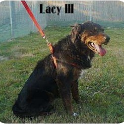 Photo of Lacy III (Estelle)