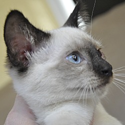 Thumbnail photo of Simon the Siamese kitten #3