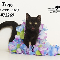 Thumbnail photo of Tippy (Foster Care) #3