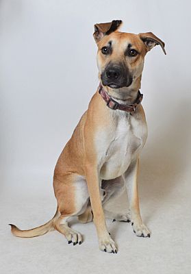 Mini black mouth store cur