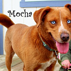 Thumbnail photo of Mocha~adopted! #2