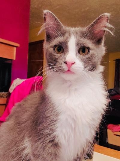 Adopt Apollo A Domestic Mediumhair / Mixed Cat In Rocky ...