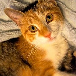 Thumbnail photo of Ginger - Adopted 11.27.16 #2