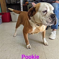 Thumbnail photo of Pookie #1