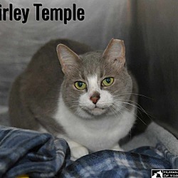Thumbnail photo of Shirley Temple #1