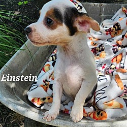 Thumbnail photo of Scientist Pups - Einstein #1