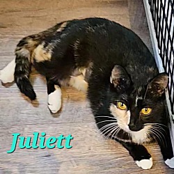 Thumbnail photo of Juliett #2