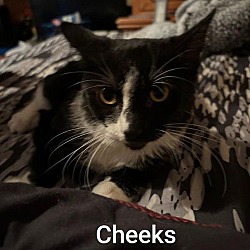 Thumbnail photo of Cheeks #2