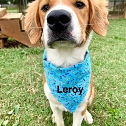 Thumbnail photo of Leroy #3