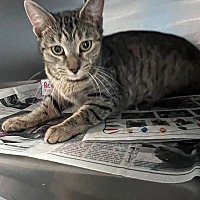 adopt a pet
