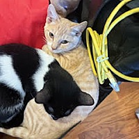 adopt a pet