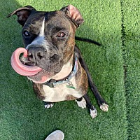 adopt-pet