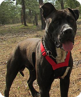 american staffordshire terrier great dane mix