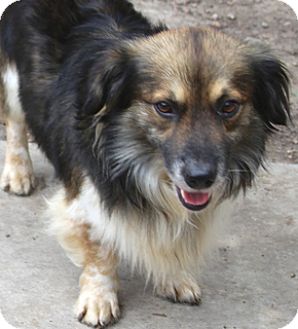 sheltie schnauzer mix