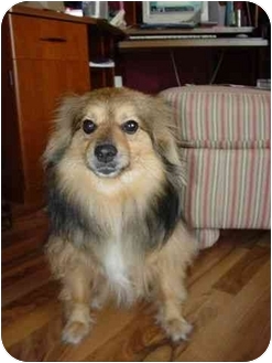 rat terrier pomeranian