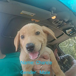 Thumbnail photo of Chance (adoption pending) #1
